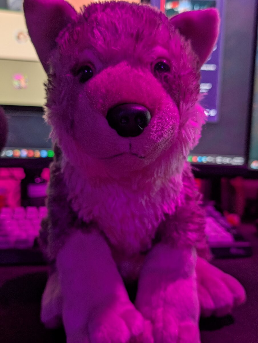 Wolfie, a soft stuffed wolf, my main comfort item
